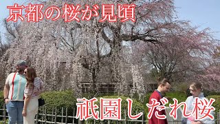 2024年3月30日 京都の桜が見頃 円山公園の祇園しだれ桜🌸 Cherry blossoms in Kyoto 【4K】