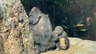 トトさんとお昼ご飯を食べるスモモちゃん【‎2025年‎1月30日】【上野動物園】ゴリラ