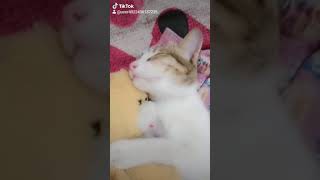 ഉറങ്ങുമ്പോൾ  എന്തൊരു  പാവം 😍😍#viral #viralvideo #cat