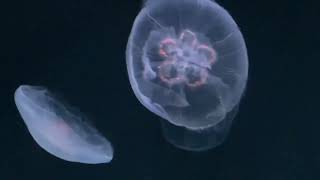 高崎線に乗って池袋サンシャイン水族館に行ってきたよ‼️