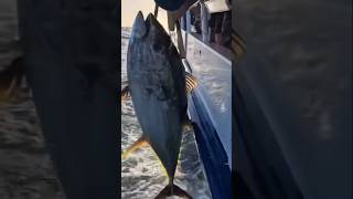 Tuna Time @excelsportfishing #tunafishing #yellowfintuna #atun #fishermanslanding