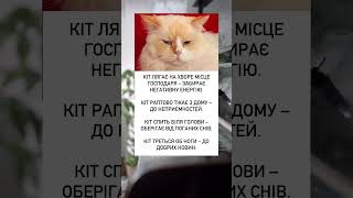 Котячі прикмети: що означає їхня поведінка? #україна #cat #прикмети #забобони #котики2023 #коти #кіт