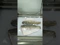 how to process seafood packaging