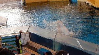 Delfinarium im Zoo Guangzhou / China