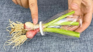 Growing Garlic and Green Onions Share Life Tips Don't throw away the empty water bottle at home,