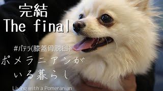 [Pattera] [Hospital expenses] Pomeranian Ku-chan's long battle has come to an end.