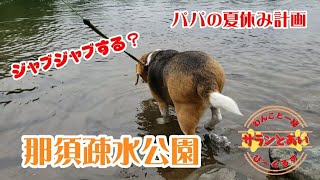 【ビーグル犬】パパの夏休み計画【7】🤗  水遊びしたいサランちゃん ジャブジャブできるかなぁ?【那須疎水公園】