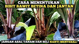 Cara memilih bibit sawit jantan dan betina