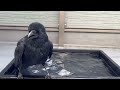 ⭐︎ももすけ お風呂まだかなぁ❓からのざぶざぶ水浴び🐦‍⬛💕⭐︎24 11 3 カラス crow