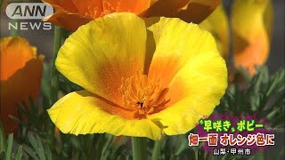 “早咲き”ポピー見ごろ　オレンジ色の花一面に(18/04/22)