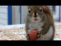 funny squirrel eating a nut