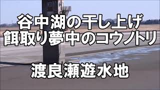 谷中湖の干し上げ　餌取り夢中のコウノトリ　渡良瀬遊水地