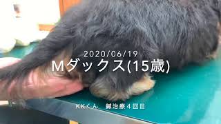 ヘルニア　Mダックス（KKくん 15歳）　鍼治療４回目　2020/06/19