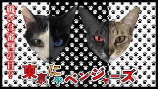 【猫バトル】 真夜中の決闘！！仲良し猫姉妹が大暴れ！？~SF風~