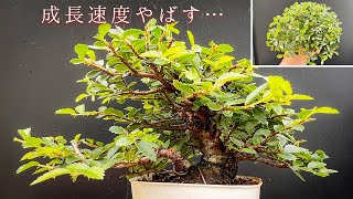 【ニレケヤキ】爆速で成長する楡欅がすごい　#盆栽 #bonsai