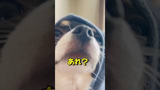 こんなはずではなかったチワワ #chihuahua #dog