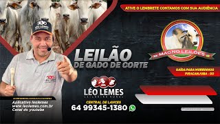 Magno Leilões I 13/11/2024 I Léo Lemes Leilão de Gado de Corte em Goiás | Leilão Ao Vivo