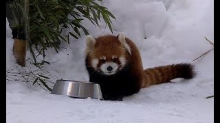 こっちを向いて食べる可愛い円実　レッサーパンダ　Red Panda　円山動物園　2022 02 16