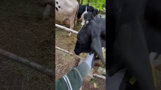 ひとを見る牛【六甲山牧場】相手によって態度を変えるおっしーー!? Dairy Farm #shorts  #うし #六甲山牧場