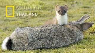 เออร์มิน  สโทธ หรือ เพียงพอนหางสั้น (Ermine, Stoat)ที่ใช้ชีวิตแตกต่างจากพังพอน |สารคดี WILDLIFE