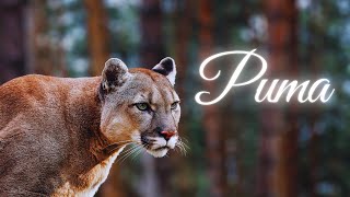 Animals for kids | Puma | Wildlife for kids