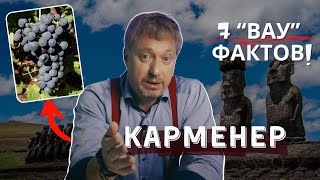 Сорт винограда [КАРМЕНЕР] - 7 \