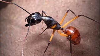 ザ・アンツ（TheAnts）の高級孵化で紫品質特化アリのギガスオオアリ（Dinomyrmex gigas）が孵化する瞬間！！当特化アリ保有済みの為、自動的に対応特化アリ残骸に変換。