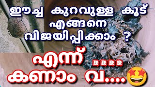 ഈച്ച കുറവുള്ള കൂട് വിജയിപ്പിക്കാം! എങ്ങനെ ?  Cheruthenicha Valarthel | Kerala Cherutheenicha Krishi