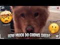 WATCH US BRUSH OUR CHOW .YOU’LL NEVER BELIEVE THIS!!!! #chowchow  #shedding #dogs