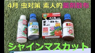 4月の素人的薬剤散布【シャインマスカット2023年No12 家庭菜園のど素人による栽培】2023年04月23日の様子  #シャインマスカット #ぶどう #家庭菜園 ＃カーポート