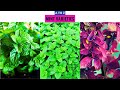 Mint Varieties A to Z