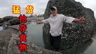 2个猪肺打窝的巨石坑,猛货抢夺食物,吴哥与巨石下海货纠缠1小时