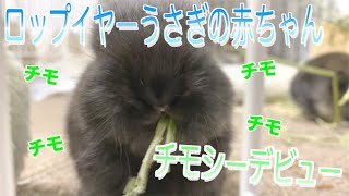 うさぎの赤ちゃん!!!生後初めてのチモシーもぐもぐが可愛すぎた【Vol.7】