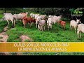 Cuales son los Protocolos para la Movilizacion de Animales - TvAgro por Juan Gonzalo Angel Restrepo