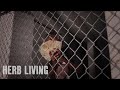 Herb Living - Str8 In ( Official Music Video ) Shot By BandooFilmz