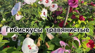 Гибискус травянистый / особенности выращивания / уход / обзор сортов