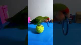 Bird Training : Smart lovebird Parrot | Smart Little Cute Parrot #training #smartparrot #cute