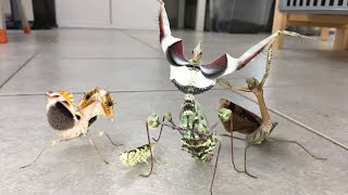 Praying Mantis Squad