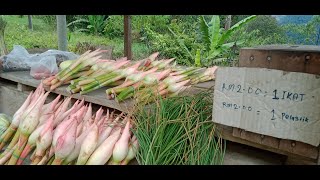 Gerai tanpa penjual... Kalau berani cubalah ambil sayur tak payah bayar