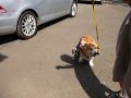 犬用車椅子　コーギー　マロンちゃん2　adoworks.com