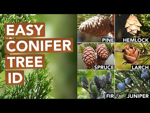What is the difference between a pine and a conifer?