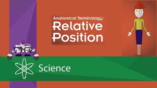 Anatomical Terminology: Relative Position