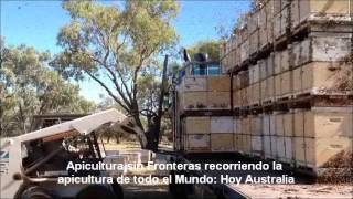 apicultura de alta produccion - High production beekeeping - Yüksek üretim arıcılık