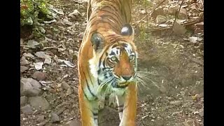 Big Face tigress. T-22 Gayatri. Mother of T24 Ustaad \u0026 T-25 Dollar \u0026 T23 FROM RANTHAMBHORE