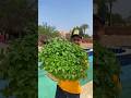 Growing mint at home #shorts