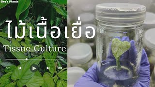 ขยายพันธุ์ไม้เนื้อเยื่อ  Tissue Culture ไลน์-โทร 099-696-0557 ไม้ประดับ ไม้ฟอกอากาศ ไม้มงคล