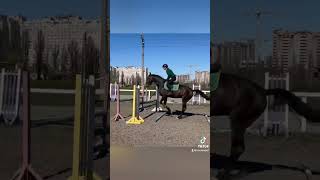 Le Cooper 19 молодий конкурний мерин на продаж  #horse #equestrian #showjumping