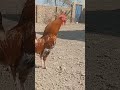 big rooster voice 🐓 youtubeshorts shorts baby ytshorts