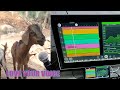 The Singing Goat | Love your voice | FL STUDIO MOBILE Auto-Tune