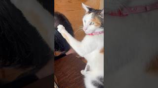 天丼ネタを理解している猫 #猫 #cat #三毛猫 #calico #ショート #shorts